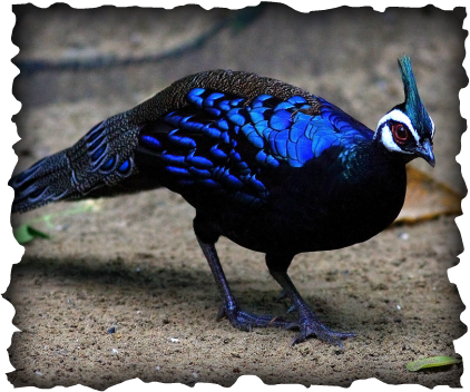 Palawan Peacock Pheasant - Endangered Species Around the World