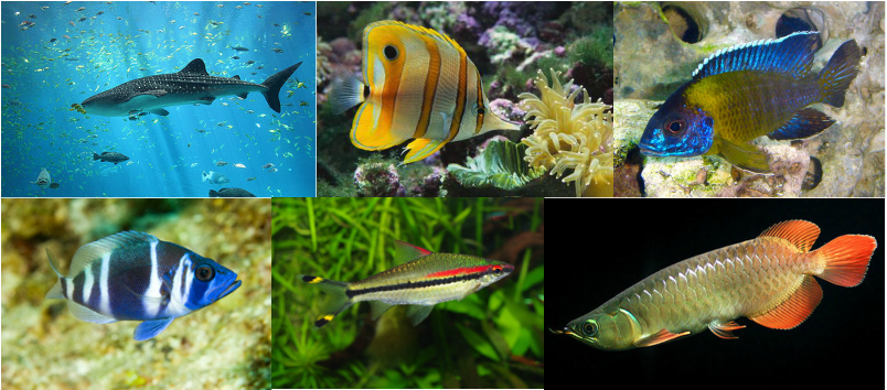 Fish - Endangered Species Around the World